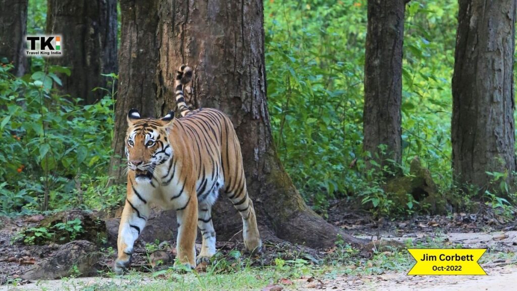 Jim Corbett Tiger Safari