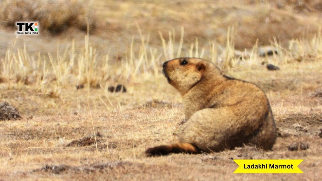 Ladakh Wildlife