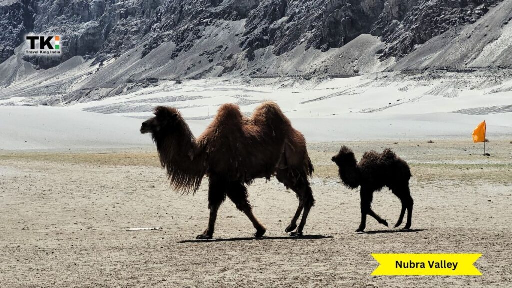 Nubra Valley Tour Package