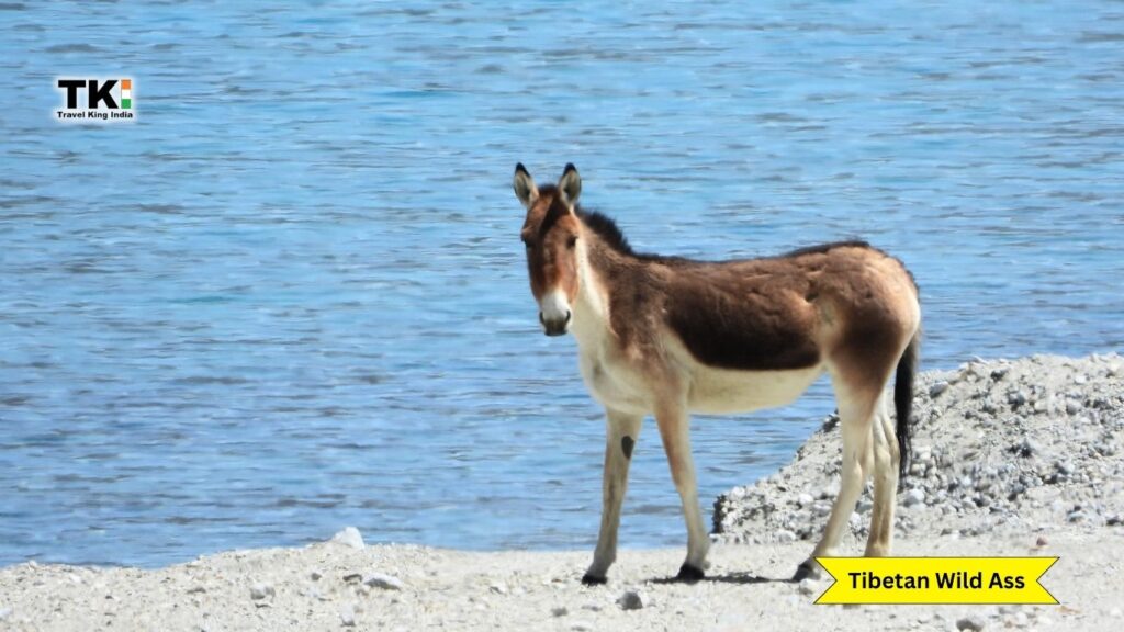 Ladakh Wildlife Tour