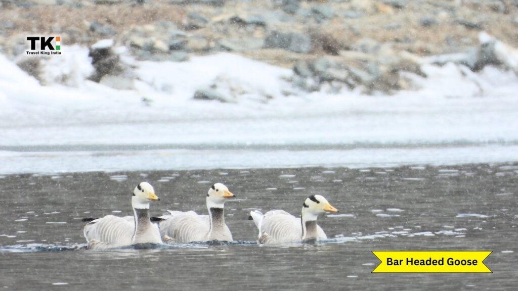 Birds of Ladakh